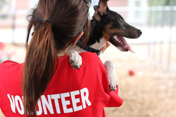 Volunteering with Anilmals and Dogs